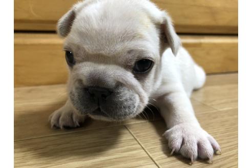 成約済の香川県のフレンチブルドッグ-83262