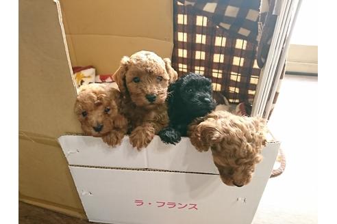 成約済の北海道のトイプードル-83855の2枚目