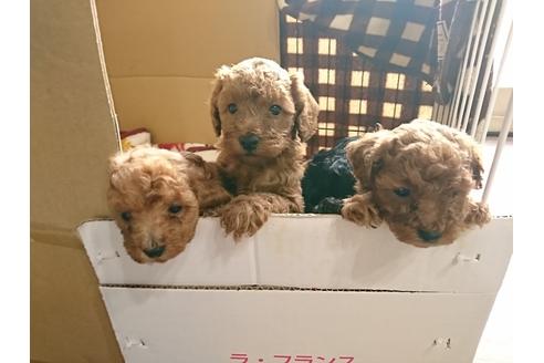成約済の北海道のトイプードル-83854の2枚目