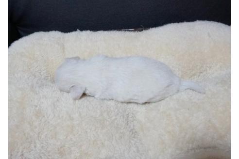 成約済の香川県のチワワ(ロングコート)-84387の3枚目