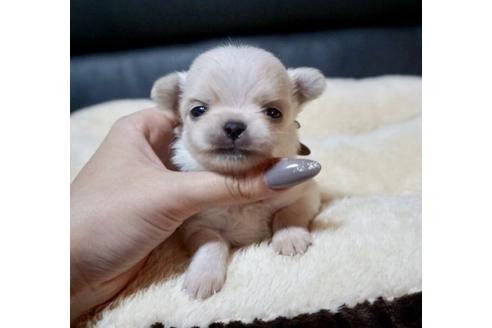 成約済の香川県のチワワ(ロングコート)-84387