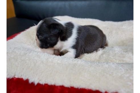 成約済の香川県のボストンテリア-84388の3枚目