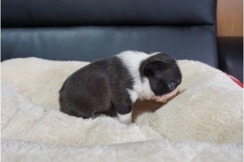 成約済の香川県のボストンテリア-84388の2枚目