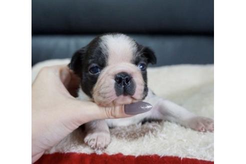 成約済の香川県のボストンテリア-84388