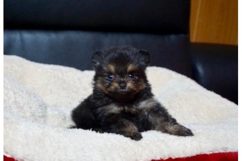 成約済の香川県のポメラニアン-84395の2枚目