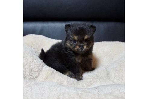 成約済の香川県のポメラニアン-84395