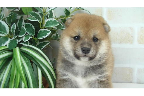 成約済の福岡県の豆柴-82710の9枚目