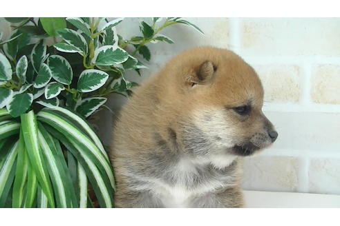 成約済の福岡県の豆柴-82710の8枚目