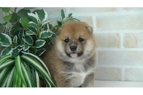 成約済の福岡県の豆柴-82710の7枚目