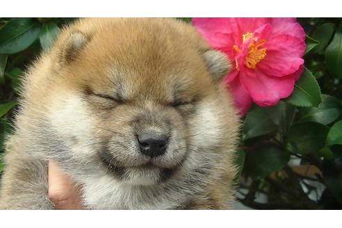 成約済の福岡県の豆柴-82710の6枚目