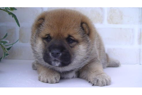 成約済の福岡県の豆柴-82707の10枚目