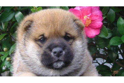 成約済の福岡県の豆柴-82707の9枚目