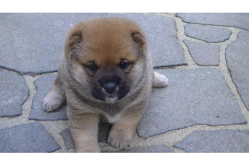 成約済の福岡県の豆柴-82707の8枚目