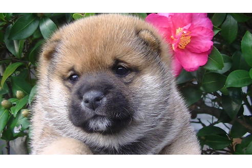 成約済の福岡県の豆柴-82707の7枚目