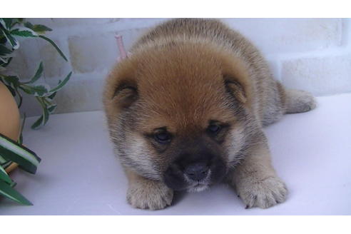 成約済の福岡県の豆柴-82707の6枚目