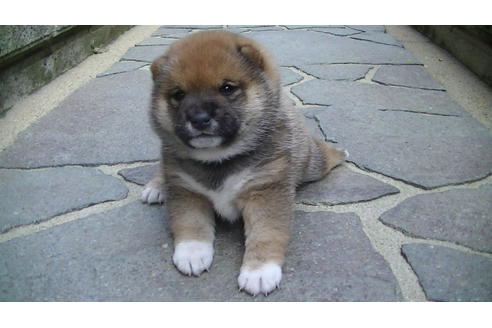 成約済の福岡県の豆柴-82705の10枚目