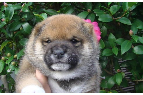 成約済の福岡県の豆柴-82705の9枚目