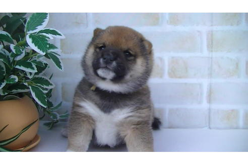 成約済の福岡県の豆柴-82705の8枚目