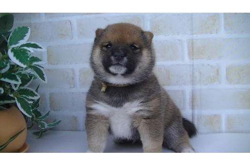 成約済の福岡県の豆柴-82705の7枚目