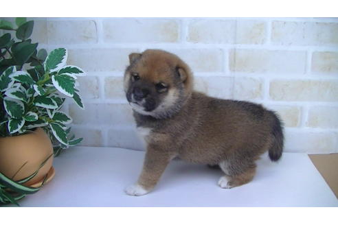 成約済の福岡県の豆柴-82705の6枚目