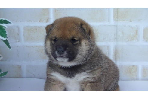 成約済の福岡県の豆柴-82705の5枚目