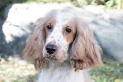 神奈川県のイングリッシュコッカースパニエル 男の子 2019 03 18生まれ オレンジローン 子犬id 84413 ブリーダーナビ