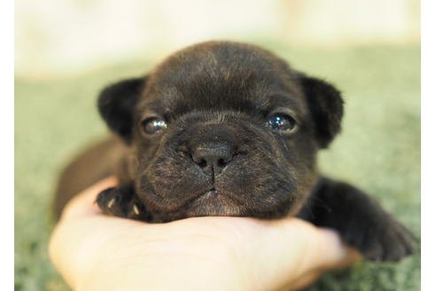 成約済の愛知県のフレンチブルドッグ-84435の1枚目