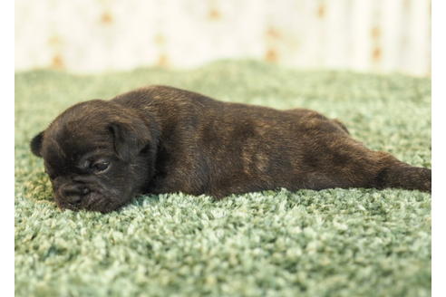 成約済の愛知県のフレンチブルドッグ-84435の3枚目