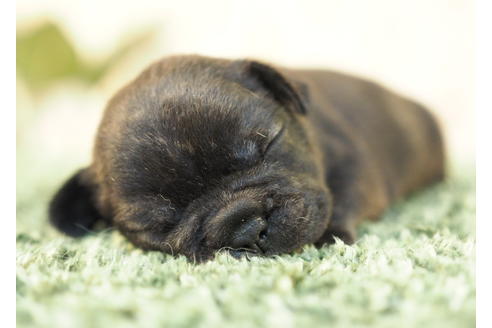 成約済の愛知県のフレンチブルドッグ-84435の2枚目