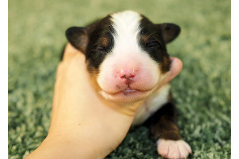 成約済の愛知県のバーニーズマウンテンドッグ-84438の6枚目