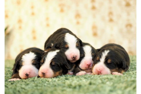 成約済の愛知県のバーニーズマウンテンドッグ-84438の4枚目