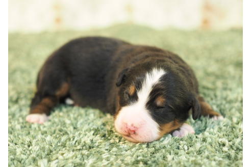 成約済の愛知県のバーニーズマウンテンドッグ-84439の4枚目