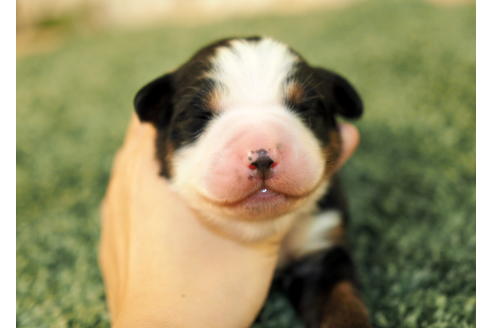 成約済の愛知県のバーニーズマウンテンドッグ-84440の6枚目