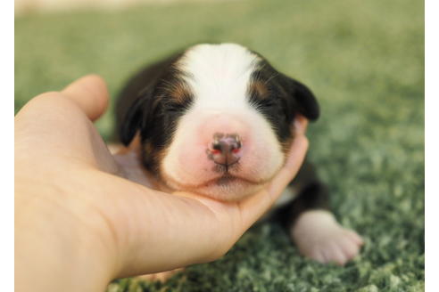 成約済の愛知県のバーニーズマウンテンドッグ-84441の7枚目