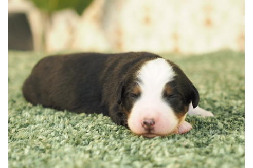 成約済の愛知県のバーニーズマウンテンドッグ-84441の6枚目