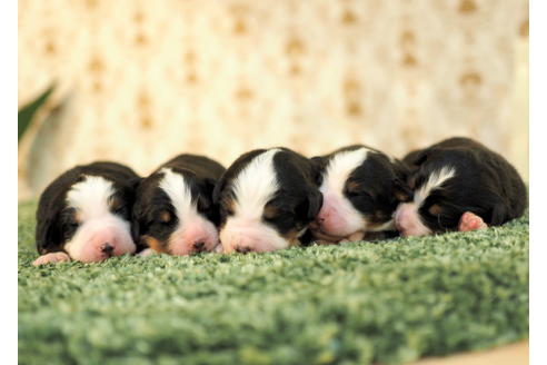 成約済の愛知県のバーニーズマウンテンドッグ-84441の5枚目