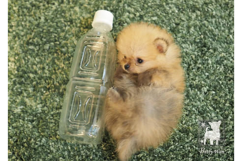 成約済の愛知県のポメラニアン-84447の6枚目