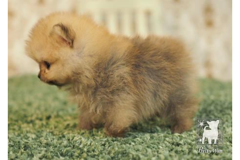 成約済の愛知県のポメラニアン-84447の4枚目