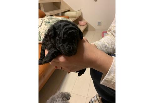 成約済の愛媛県のタイニープードル-84430の2枚目