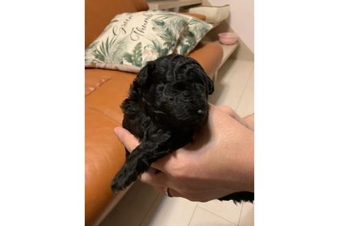 成約済の愛媛県のタイニープードル-84430の1枚目