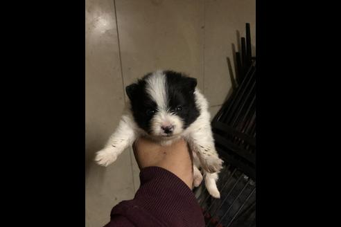 成約済の三重県のポメラニアン-82571の5枚目