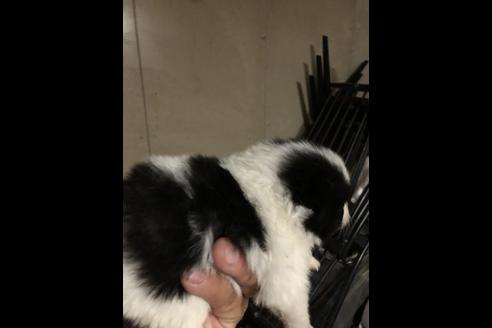 成約済の三重県のポメラニアン-82571の4枚目