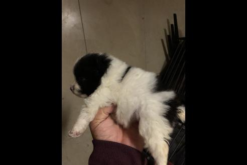 成約済の三重県のポメラニアン-82571の3枚目