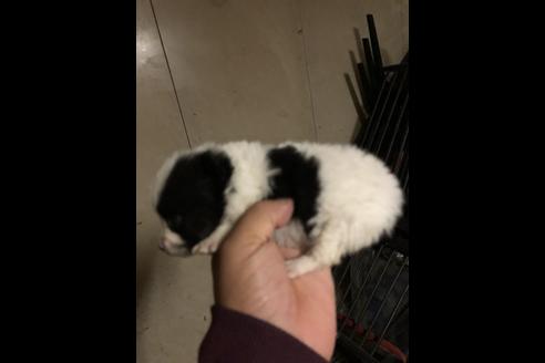 成約済の三重県のポメラニアン-82570の4枚目