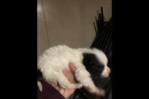 成約済の三重県のポメラニアン-82570の3枚目