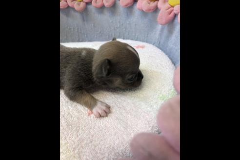 成約済の愛知県のチワワ(スムースコート)-84479の8枚目