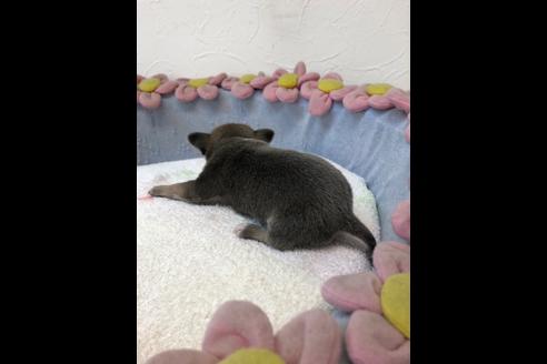成約済の愛知県のチワワ(スムースコート)-84479の7枚目