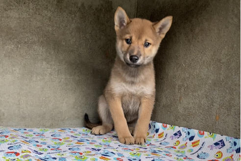 成約済の山梨県の柴犬-84482の1枚目