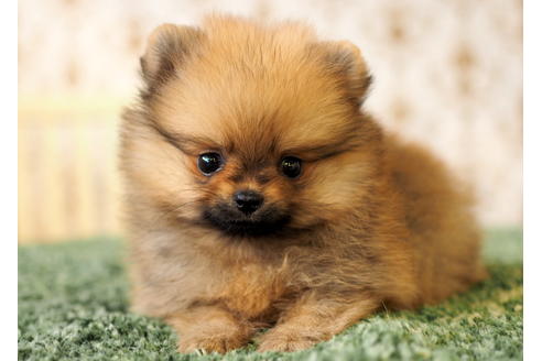 成約済の愛知県のポメラニアン-84530