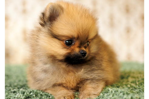 成約済の愛知県のポメラニアン-84530の7枚目